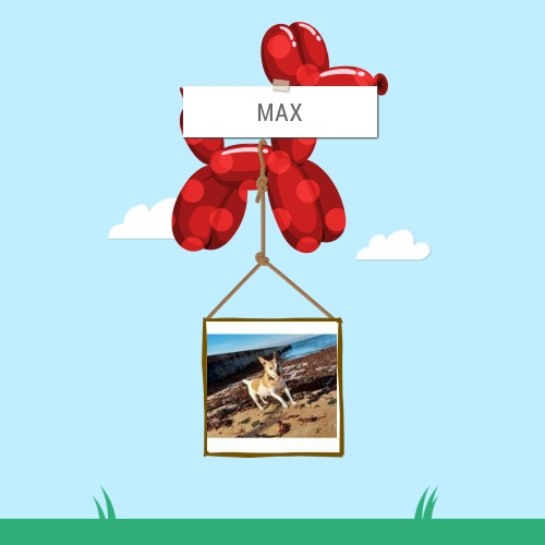 Max the Dog